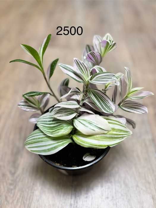 Традесканция Pink Hill