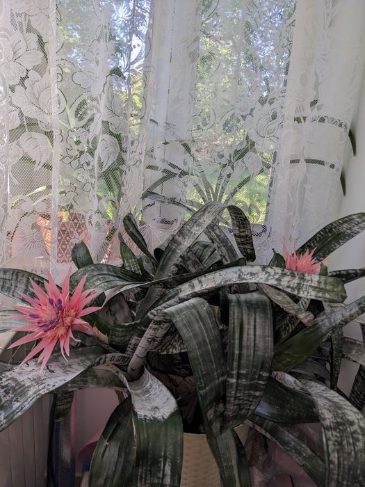 Plantă de interior Ecmea( Aechmea fasciata)
