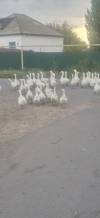 Продаютца гуси линда
