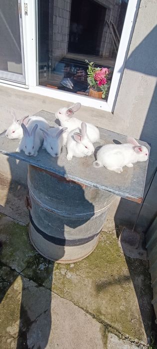 Iepuri uriaș de Transilvania și uriaș gri german