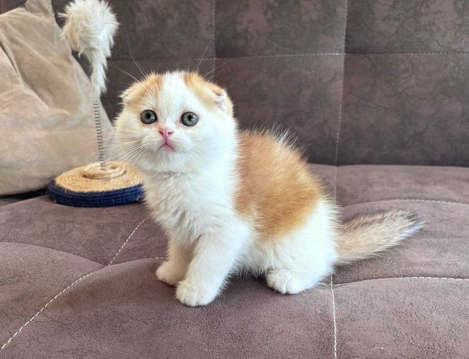 Продаются котята скотиш фолд (вислоухие)