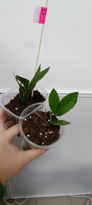 В наличии цветочки по 1000 тенге