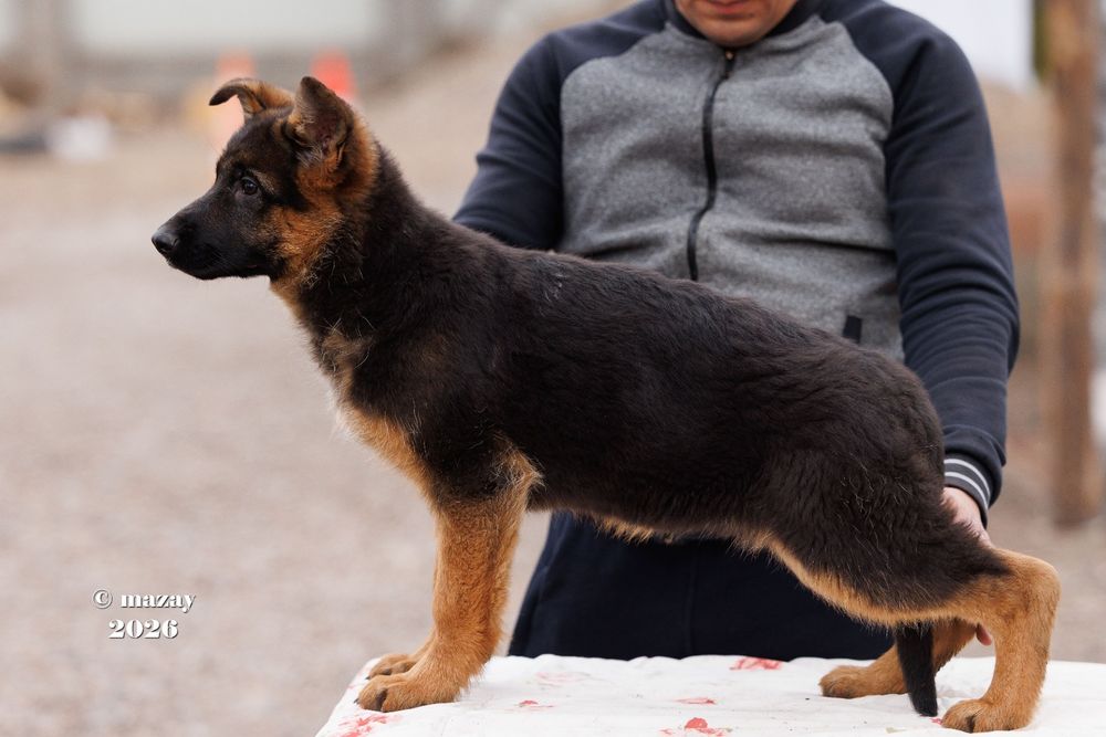 щенки немецких овчарок.