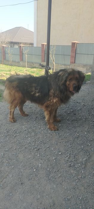 Продам кобеля тебетский мастиф мощный