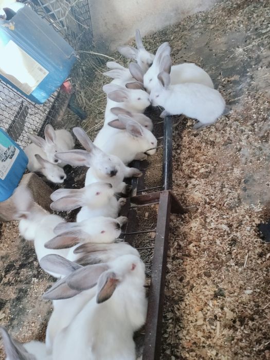 Iepuri uriaș de Transilvania