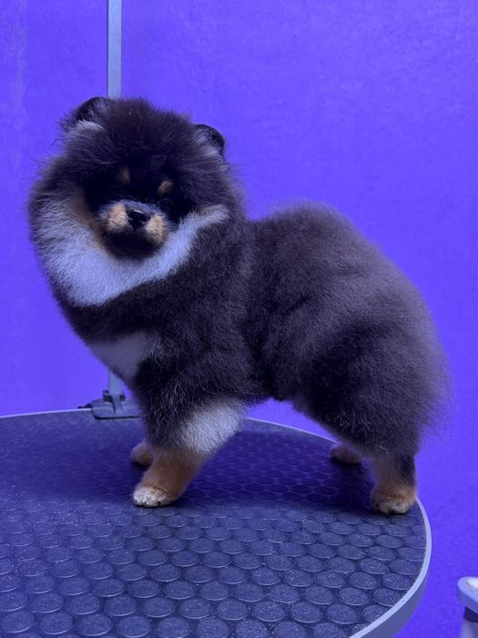 Щенок померанского шпица