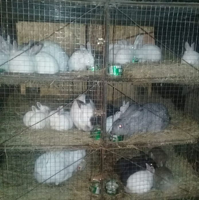 Продам калифорнийских кроликов