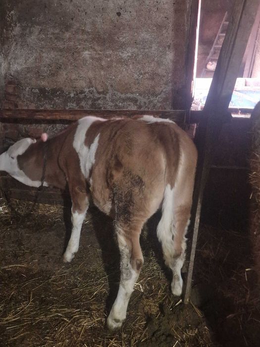 Vând Vițea de 3 luni bălțată Românească