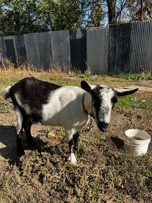 Продам Альпийскую козу