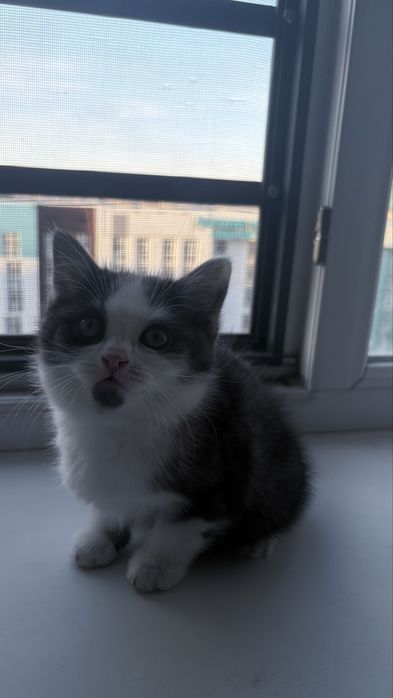 Котенки приручены к лотку