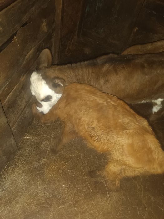 Продаю телят  телочка и бычок