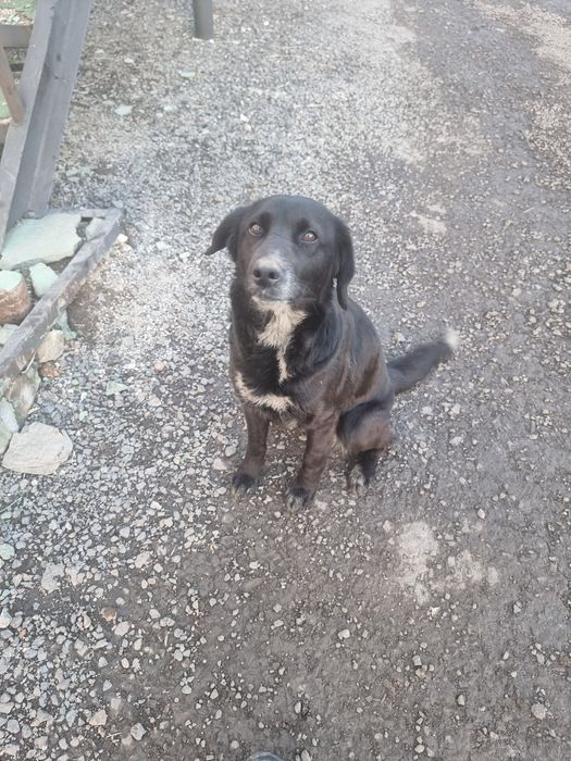 Отдам щенят в добрые руки