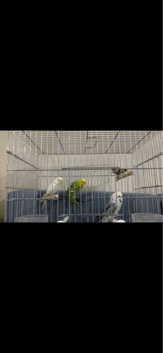 Оптом 15000 тенг