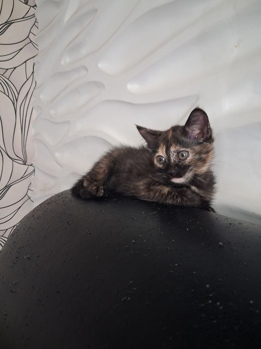 Котёнок девочка ,два месяца