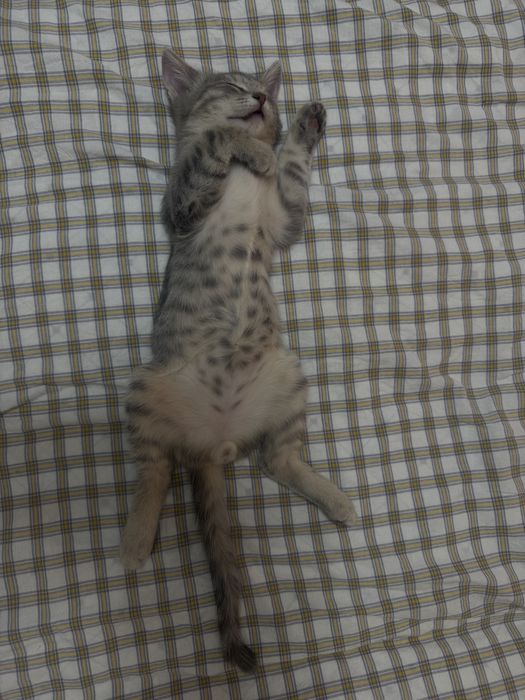 Отдам котёнка в добрые руки