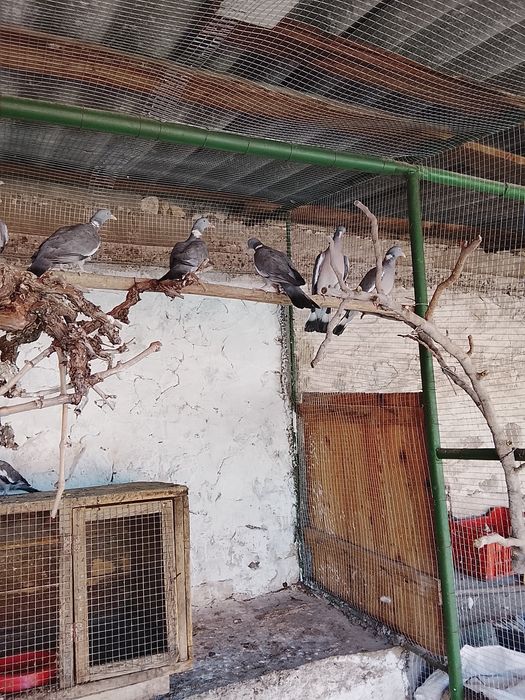 Продавам Гривеци и Червено златни фазани