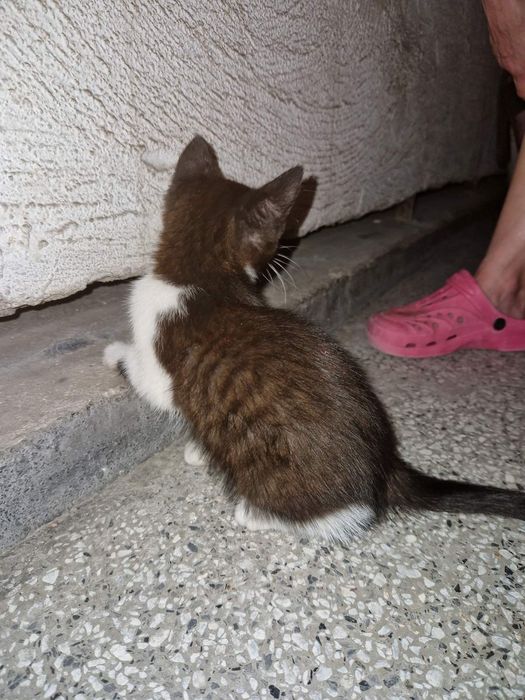 Мъжко коте на 2 месеца