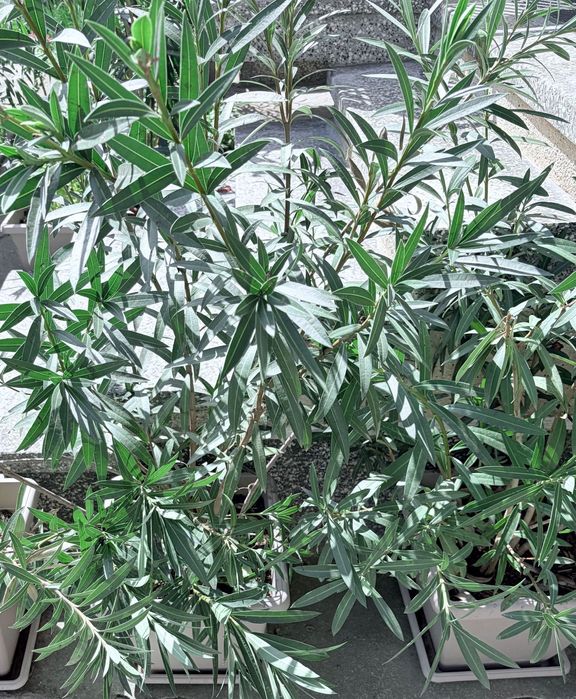 Олеандър - височина от 2 м до 2,5 м