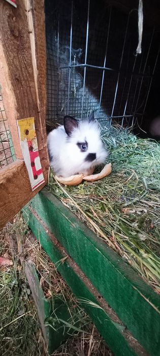 Iepuri pui o lună mini cap de leu pitic