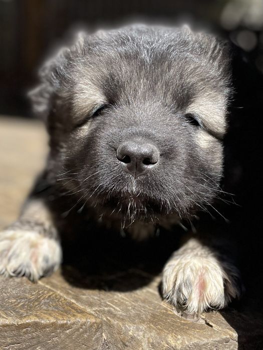 Щенки кавказской овчарки