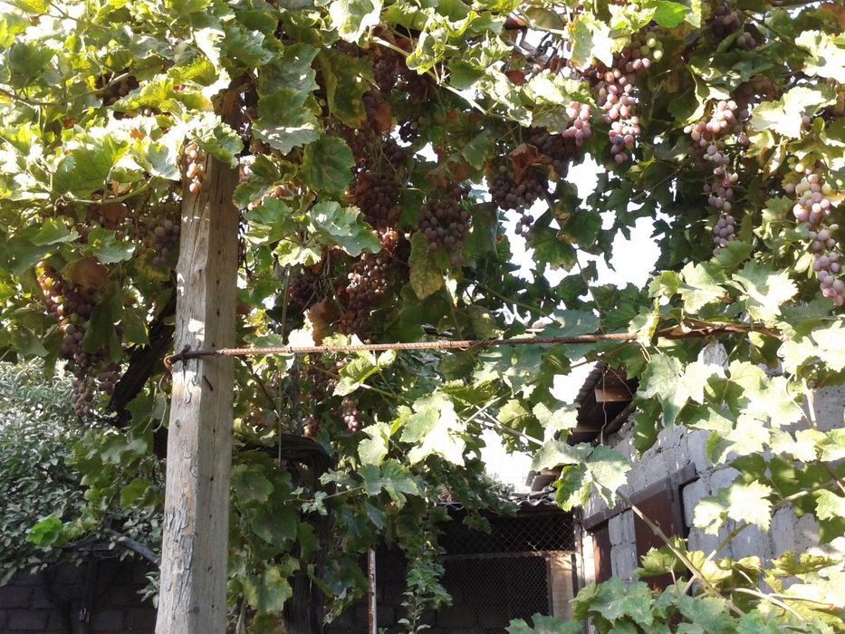 Г.Навои. "Хосил"  Obyekt davlat ro'yxatidan o'tkazilgan.