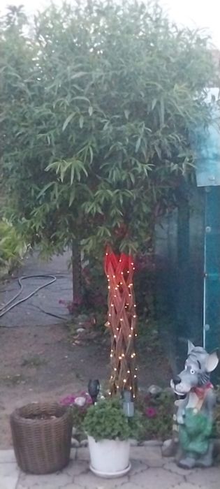 Продам плетеное дерево из ивы