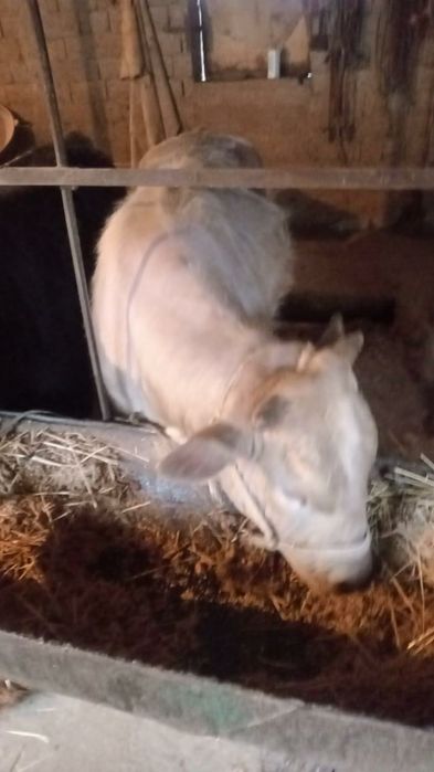 Продам бычки, буха сатылады семіз бордақы