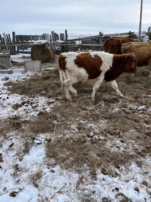 Подсос бұқа сатылады