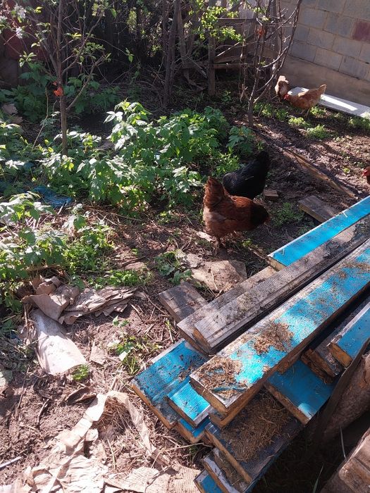 Продам домашних куриц