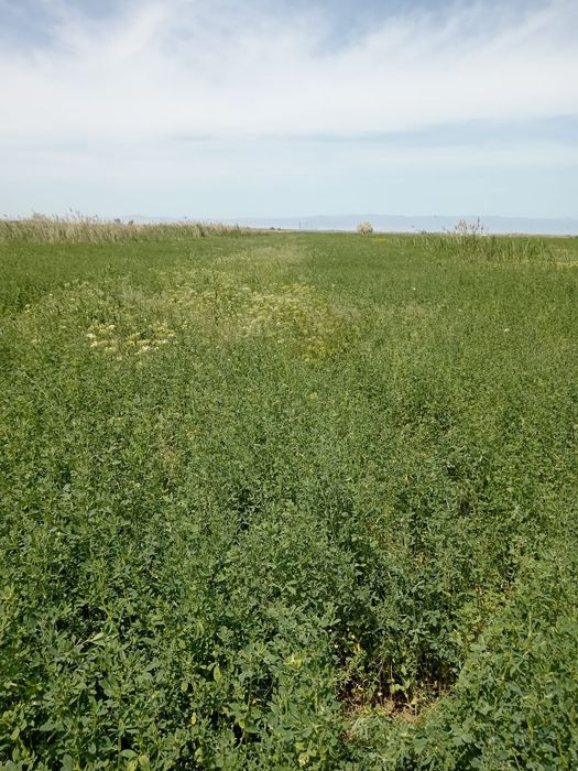 Продам 2,5 гектар земли