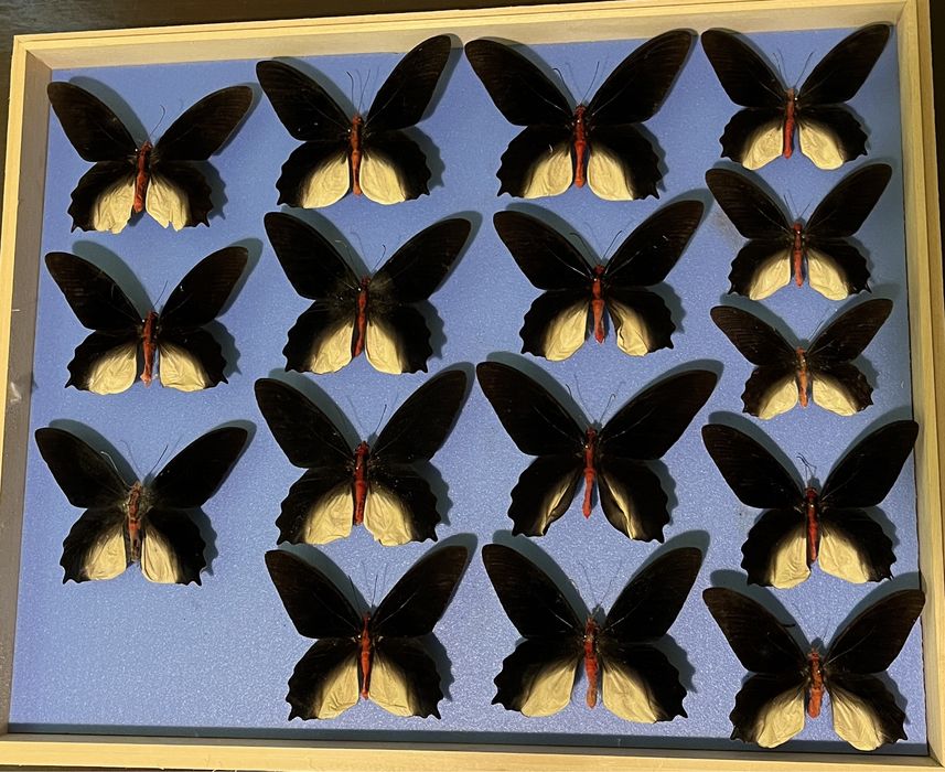 Колекция насекоми пеперуди