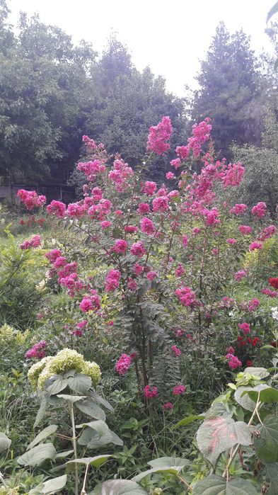 Лагерстремия (индийская сирень) динамит