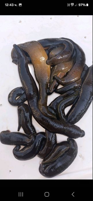 Предлагам пиявици ...