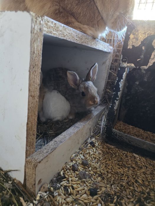 Крольчата продам