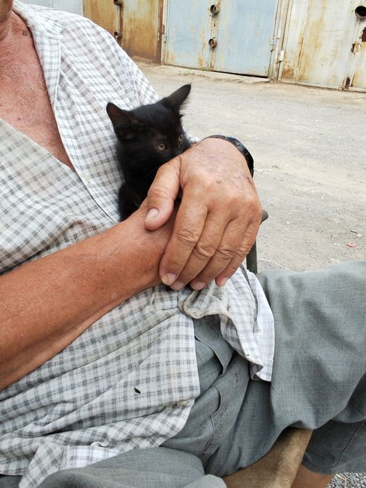 Котята котёнок мысык