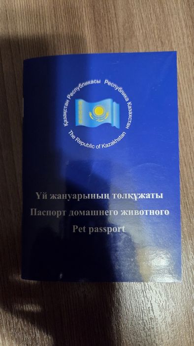 Продам щинка Чихуахуа