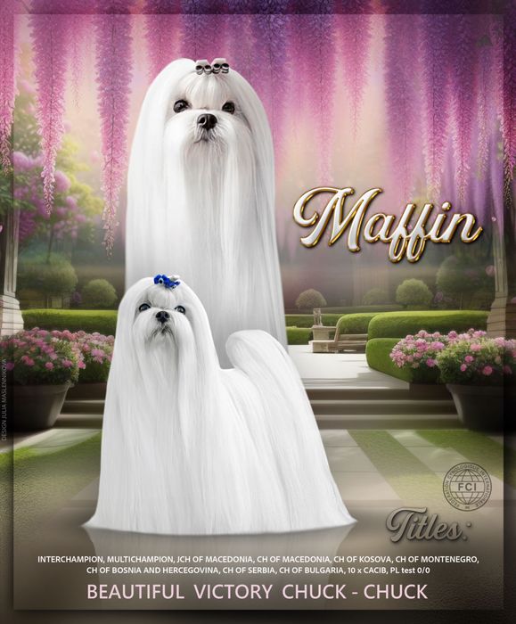 Малтезер,Йоркшир,Малтийска болонка