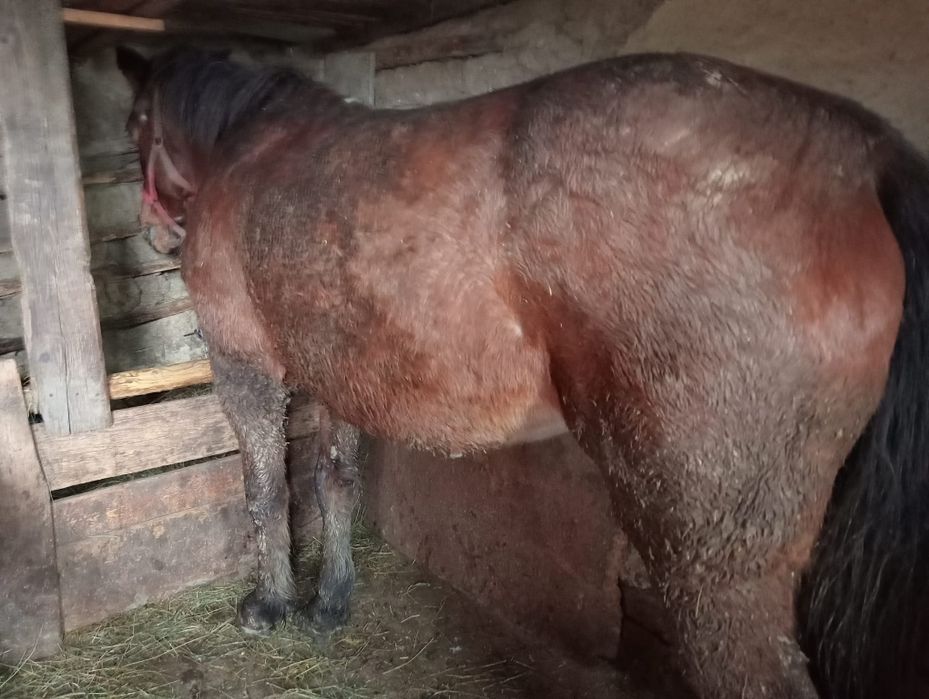 Iapă de vânzare  merge  la hlube în unu cât și în doi