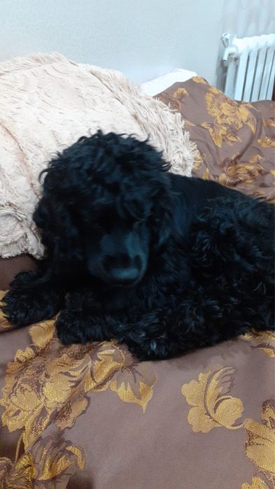 Ищем для спаниеля (кобеля) сучку для вязки