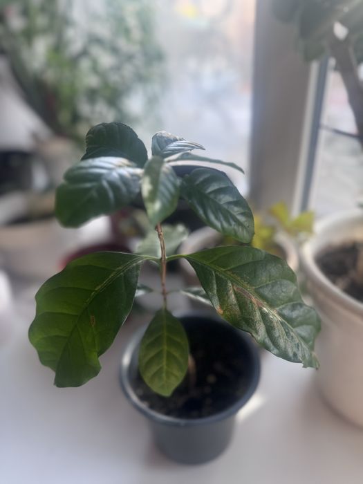 Драцена и кофе арабика