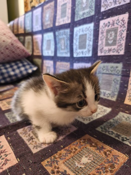 В добрые руки котята