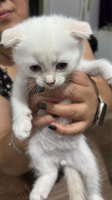 Продам котят им 2 месяца