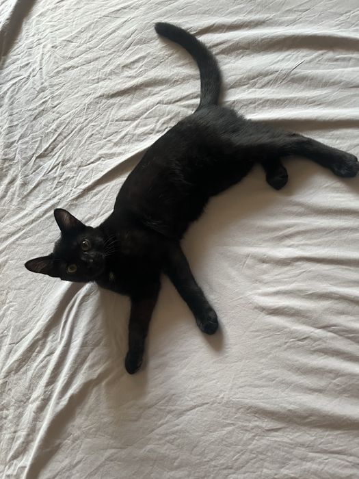 Отдам кота бесплатно