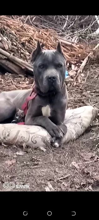 Kuchuk 8 oylik kanikursi quqonda puli 200$ bulishi