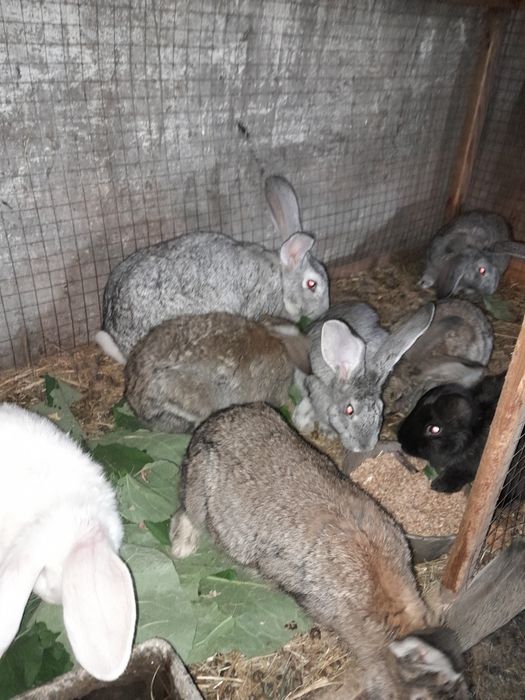 Кролики фландер  продам