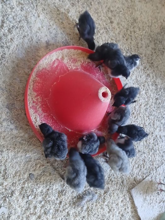 жерси жужалари сотилади