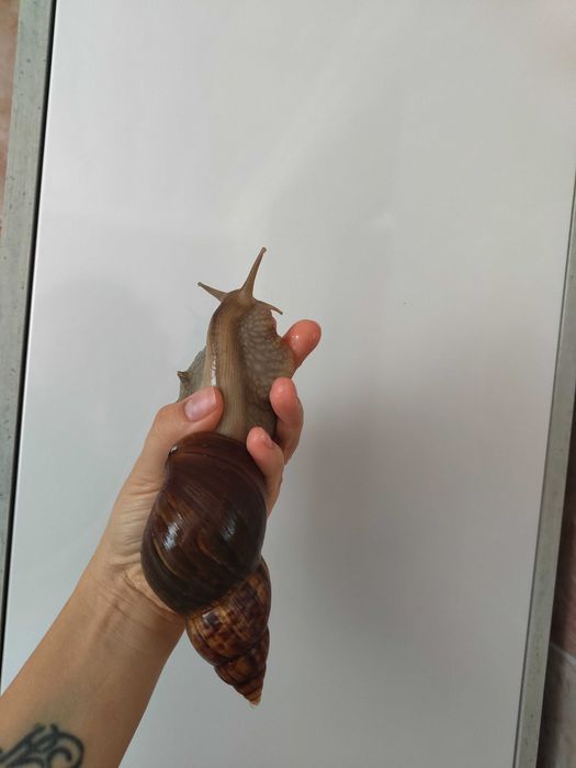 Улитки ахатины продажа