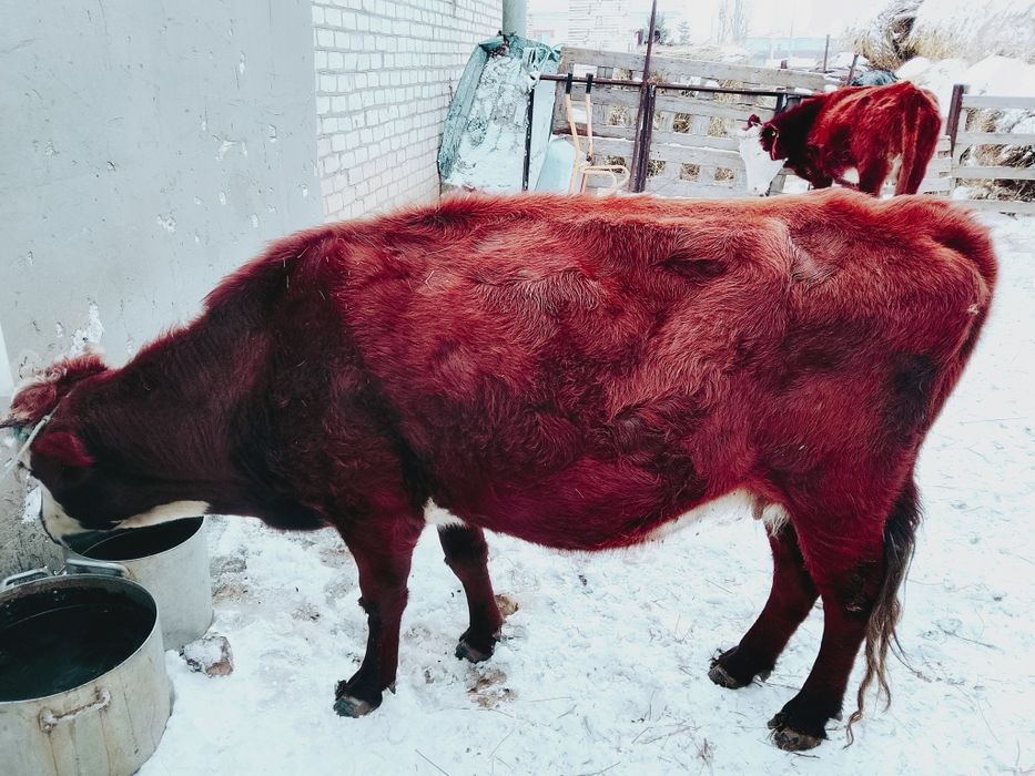 Продам карову 450