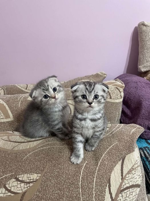 Шотландски котета