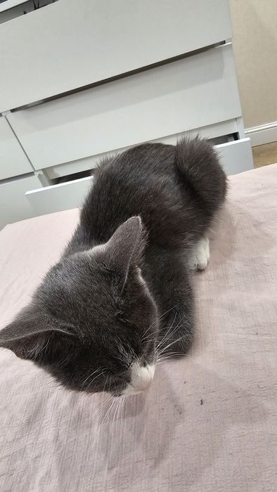 Котенок в добрые руки